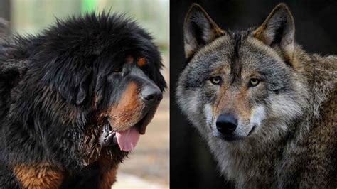 mastim tibetano entre lobos